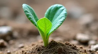 The Scar and the Seed: Rebirth Through the Carving Blade