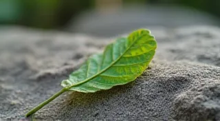 The Silent Dialogue: A Carving Blade’s Connection to Nature